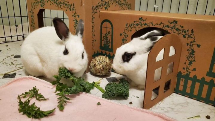 Bonnie & Clyde, an adopted Mini Rex Mix in Seattle, WA_image-3