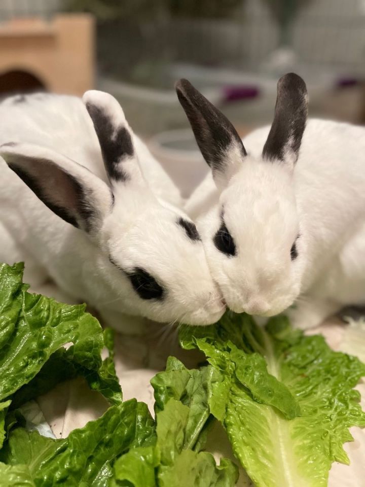 Bonnie & Clyde, an adopted Mini Rex Mix in Seattle, WA_image-5