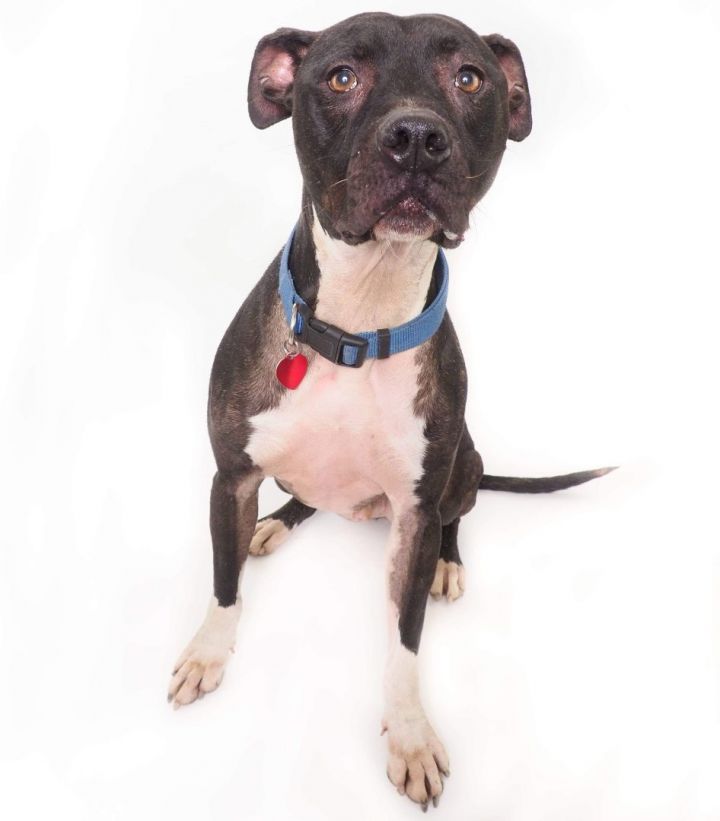 Dog for adoption - RANDY, a Boxer Mix in Phoenix, AZ