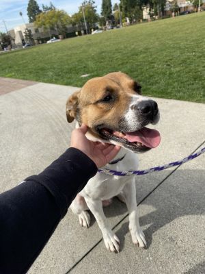 Dogs For Adoption Near Santa Monica Ca Petfinder