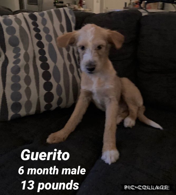 GUERITO - 6 MONTH TERRIER MALE