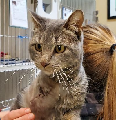 Cat For Adoption Lightning A Domestic Short Hair In Maryville Tn Petfinder