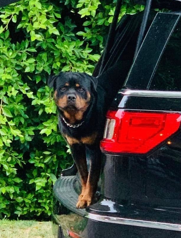 Gazan, an adoptable Rottweiler in Gilbert, AZ, 85296 | Photo Image 2