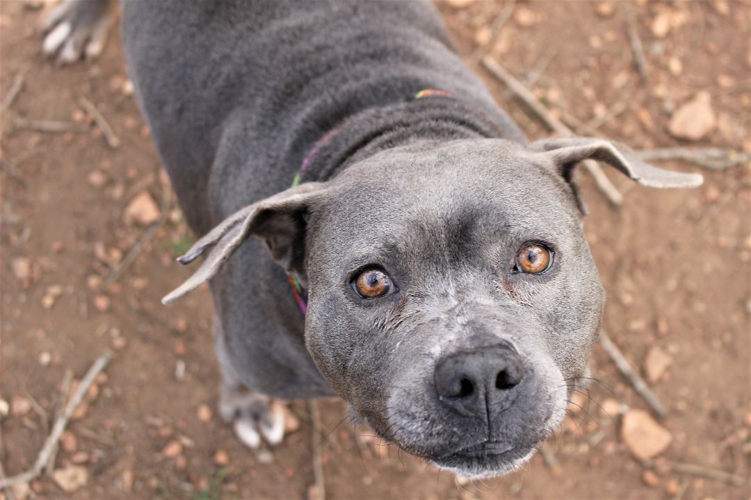 Enola, an adoptable American Bully in Spicewood, TX, 78669 | Photo Image 6