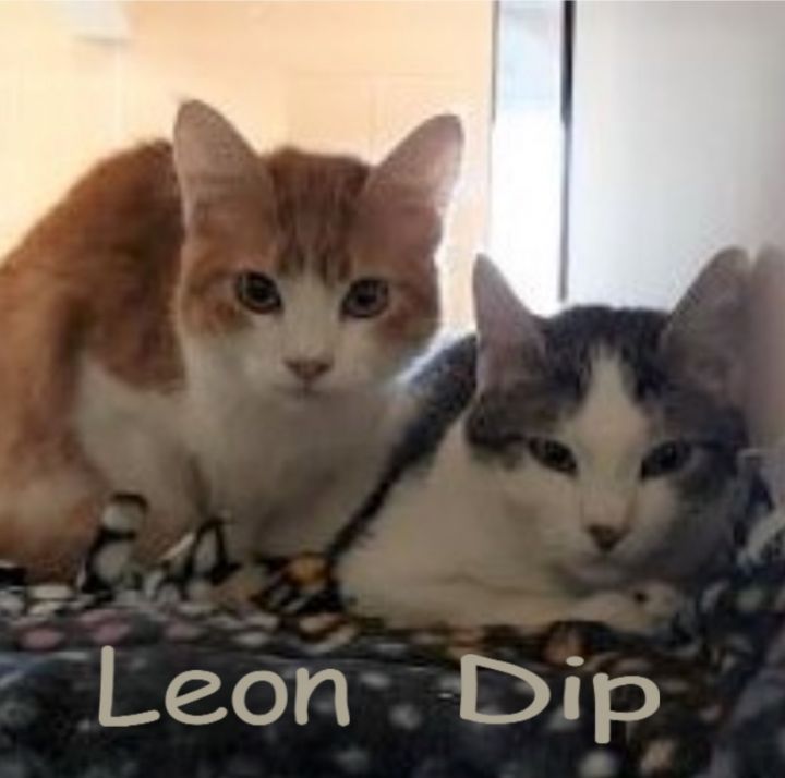 Leon and Dip 1
