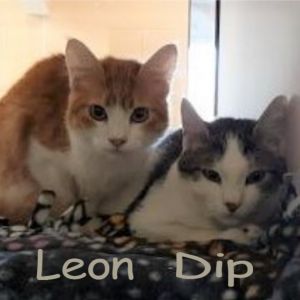 Leon and Dip