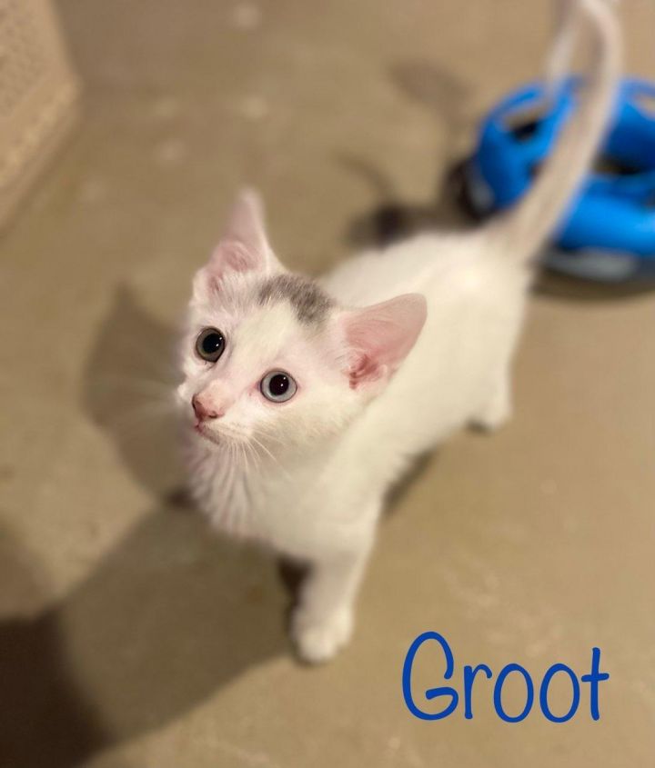 Groot, an adopted Domestic Short Hair in New Haven, CT_image-3
