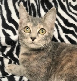 MARABELLA - Amazing, Adorable, Affectionate, 14-Week-Old, Russian Blue - Dilute Calico Girl!