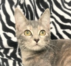 MARABELLA - Amazing, Adorable, Affectionate, 14-Week-Old, Russian Blue - Dilute Calico Girl! 3