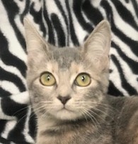 MARABELLA - Amazing, Adorable, Affectionate, 14-Week-Old, Russian Blue - Dilute Calico Girl! 4