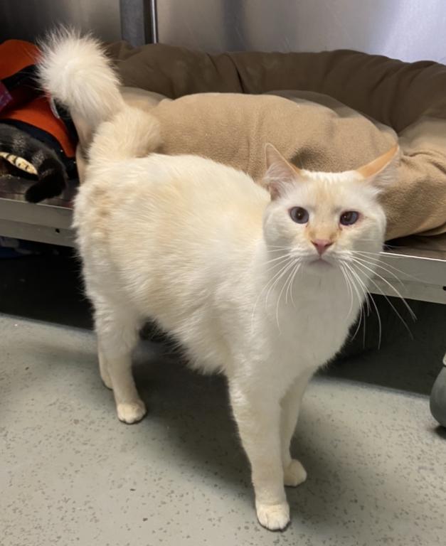 Cheesecake, an adoptable Siamese, Domestic Medium Hair in Sandy, UT, 84070 | Photo Image 1