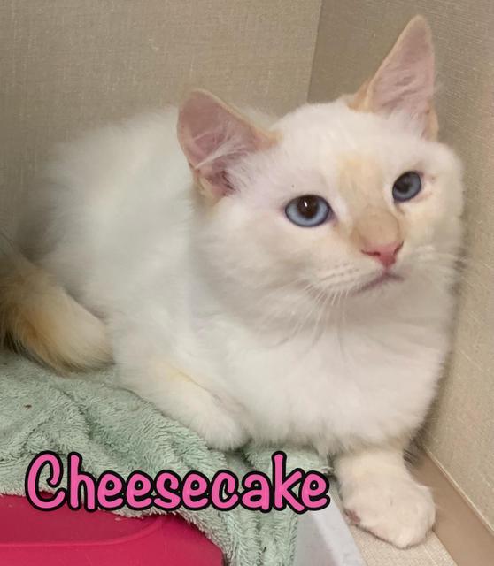 Cheesecake, an adoptable Siamese, Domestic Medium Hair in Sandy, UT, 84070 | Photo Image 2