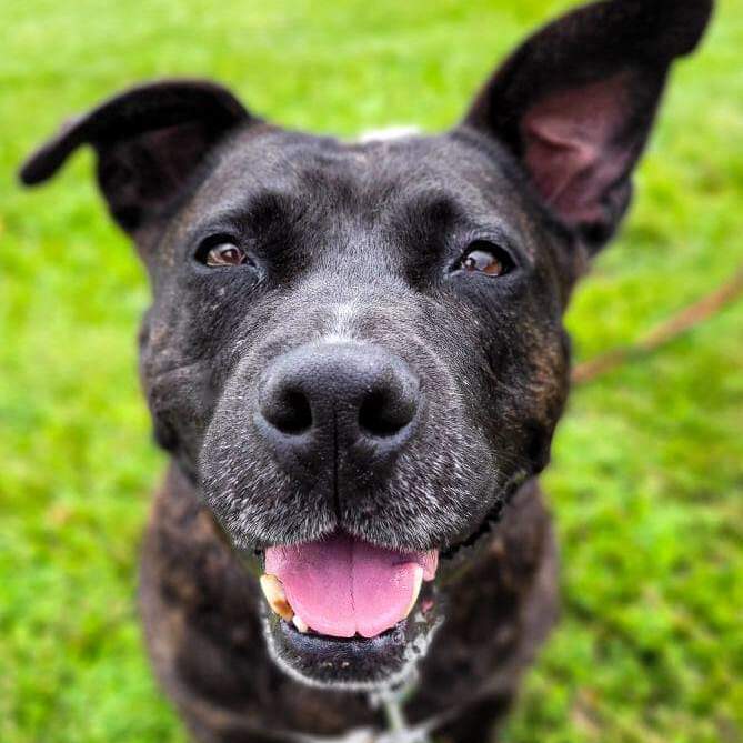 Dog For Adoption - Molly A Pit Bull Terrier Mix In Mission Ks Petfinder
