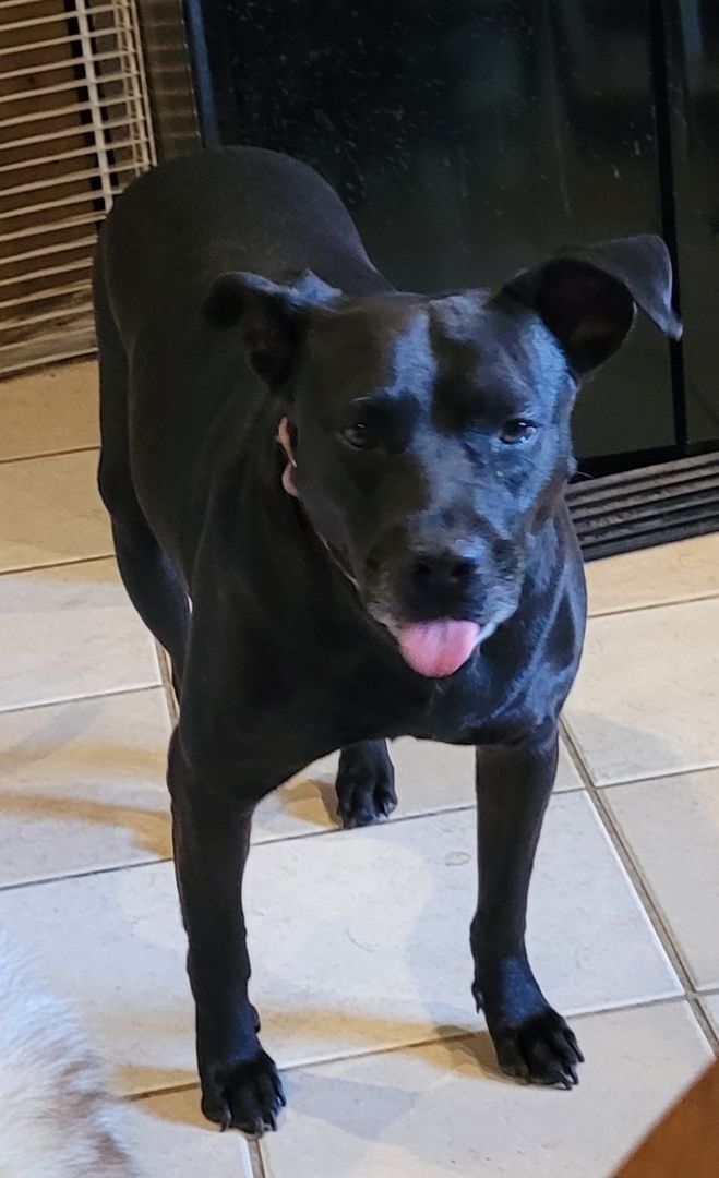 Molly, an adoptable Black Labrador Retriever, Terrier in Chiefland, FL, 32626 | Photo Image 1