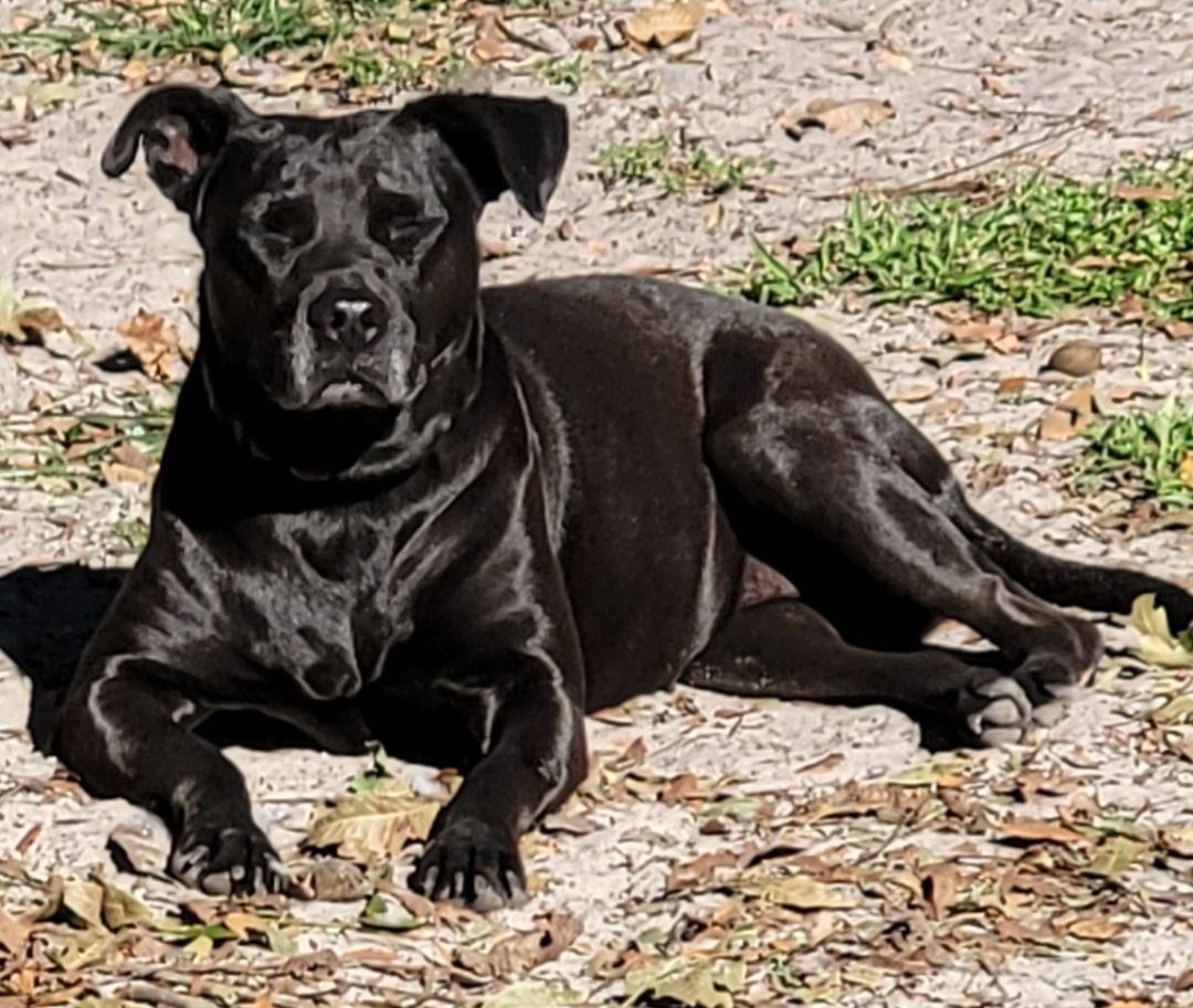 Molly, an adoptable Black Labrador Retriever, Terrier in Chiefland, FL, 32626 | Photo Image 3