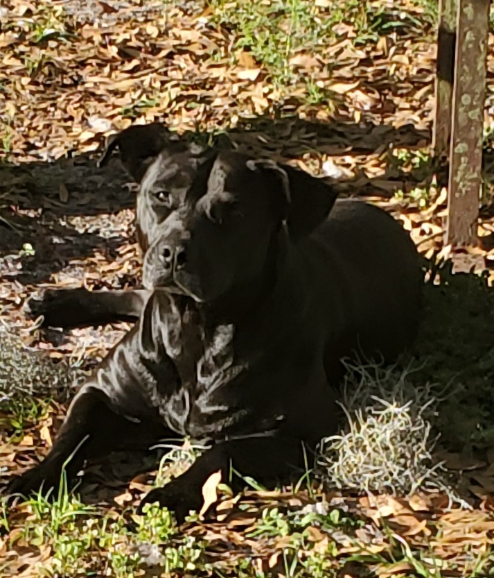 Molly, an adoptable Black Labrador Retriever, Terrier in Chiefland, FL, 32626 | Photo Image 4