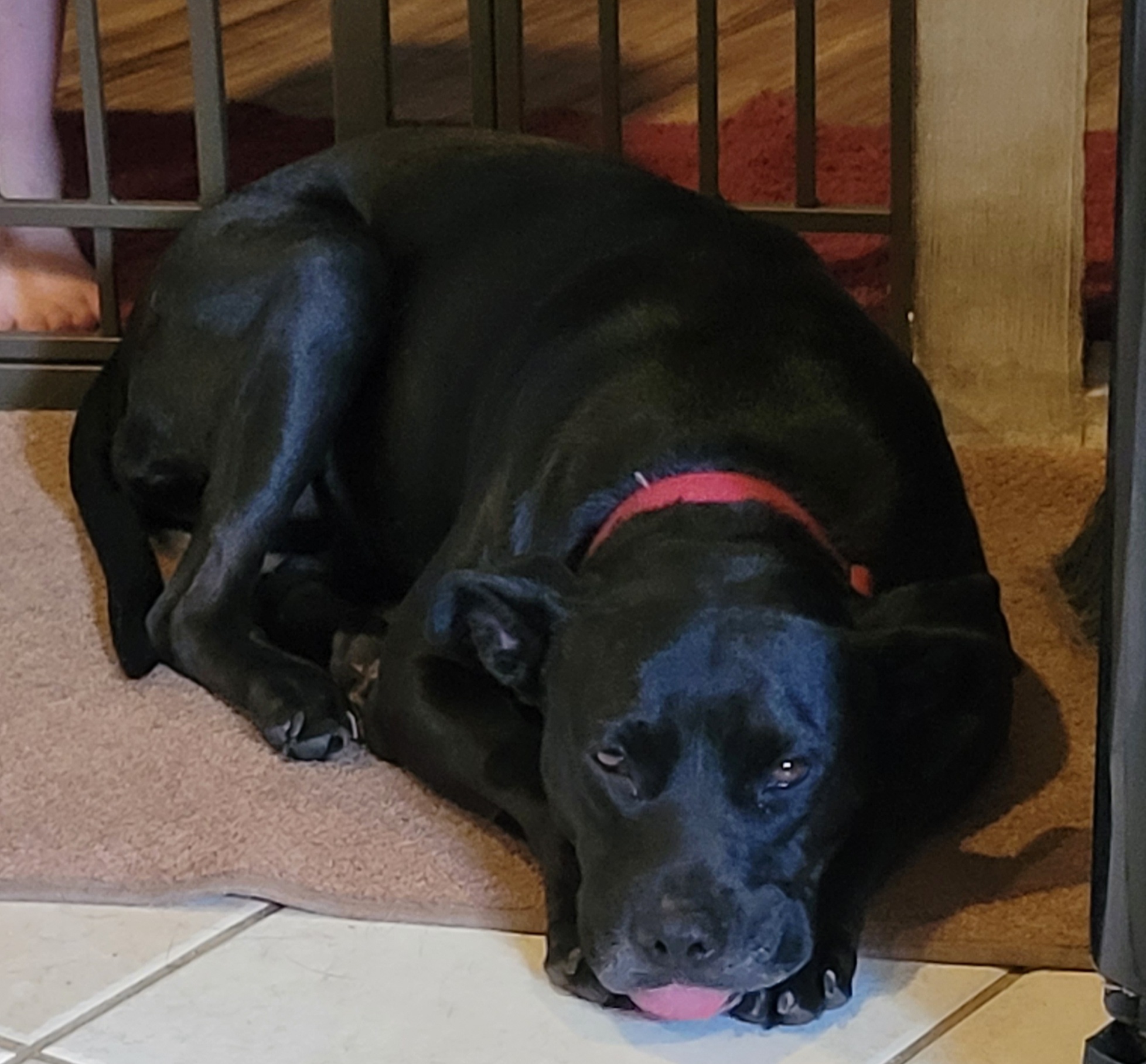 Molly, an adoptable Black Labrador Retriever, Terrier in Chiefland, FL, 32626 | Photo Image 6