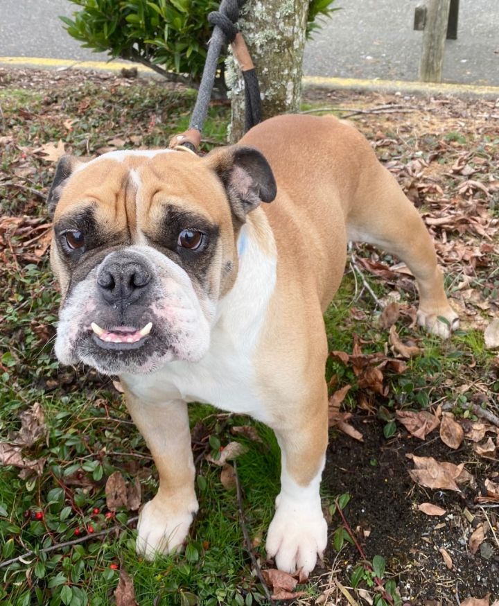 HARLEY-wants a friend to hang around with, an adopted English Bulldog & American Bulldog Mix in Seattle, WA_image-1