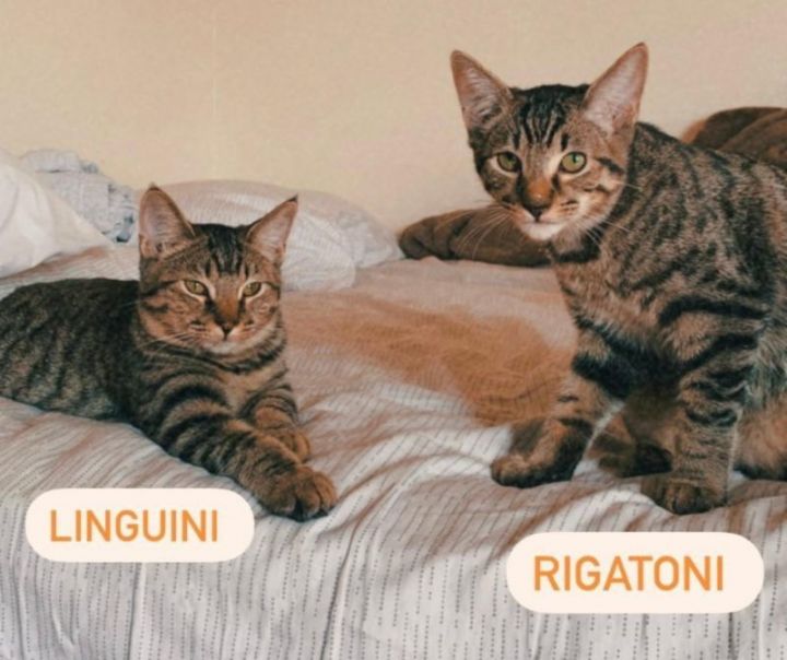 Rigatoni (bonded to Linguini) 5