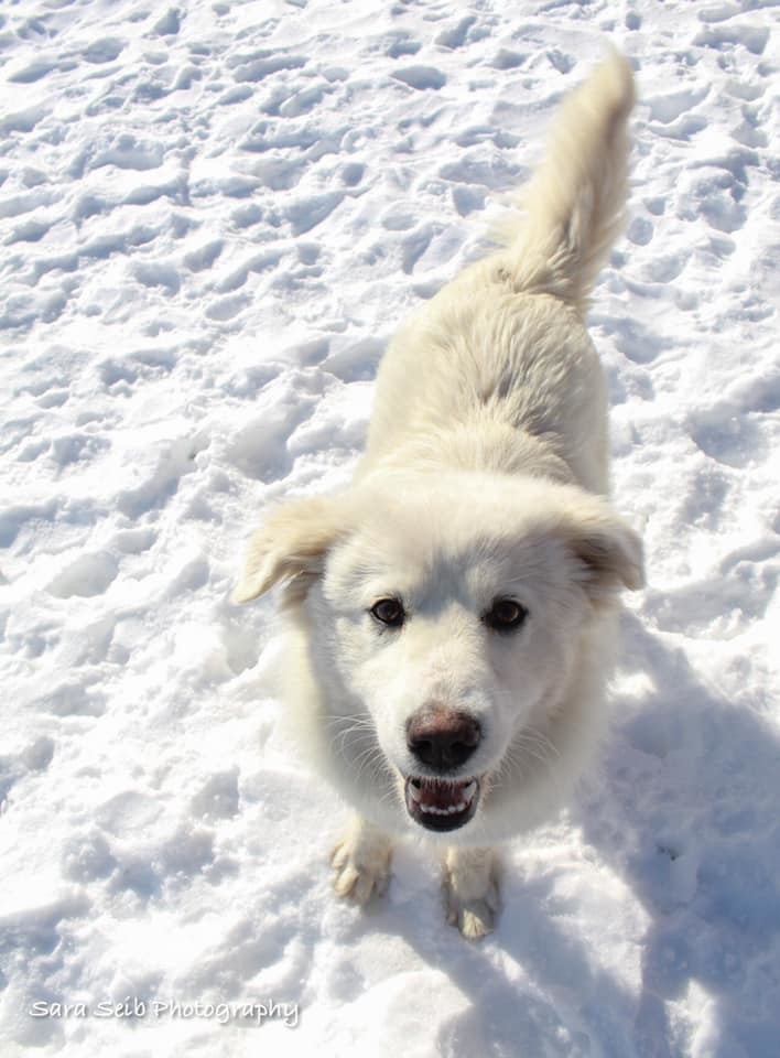 Jessi, an adopted Great Pyrenees Mix in Watertown, WI_image-1