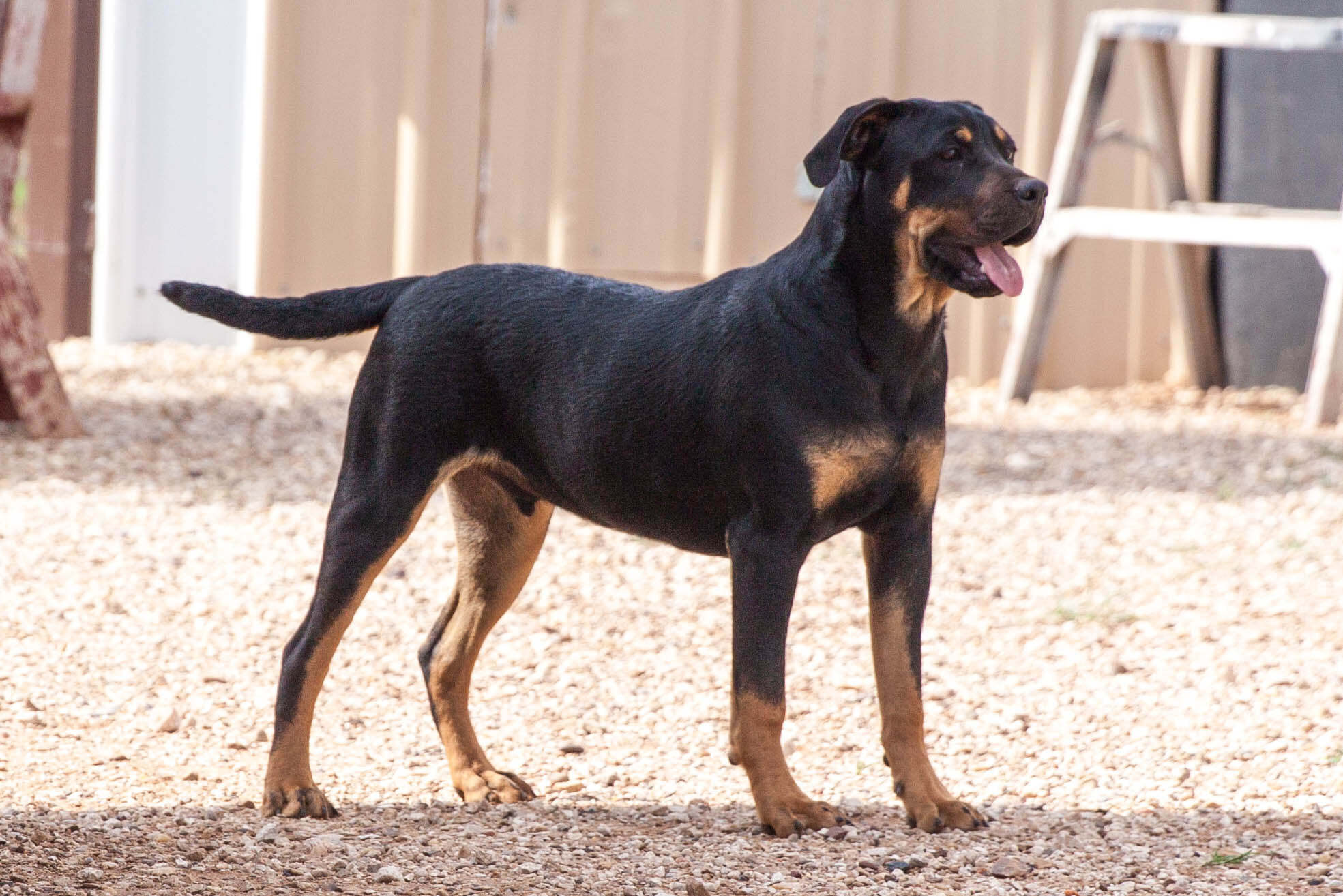 Rowdy, an adoptable Rottweiler in Post, TX, 79356 | Photo Image 2