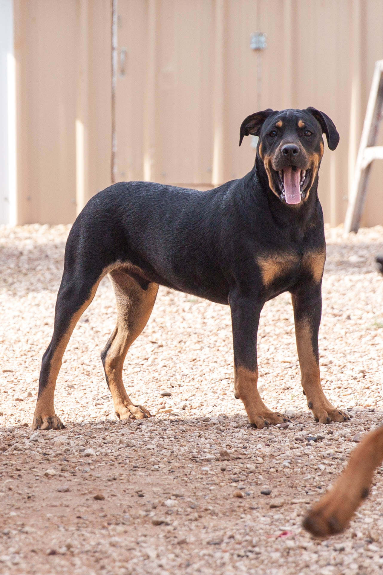 Rowdy, an adoptable Rottweiler in Post, TX, 79356 | Photo Image 3