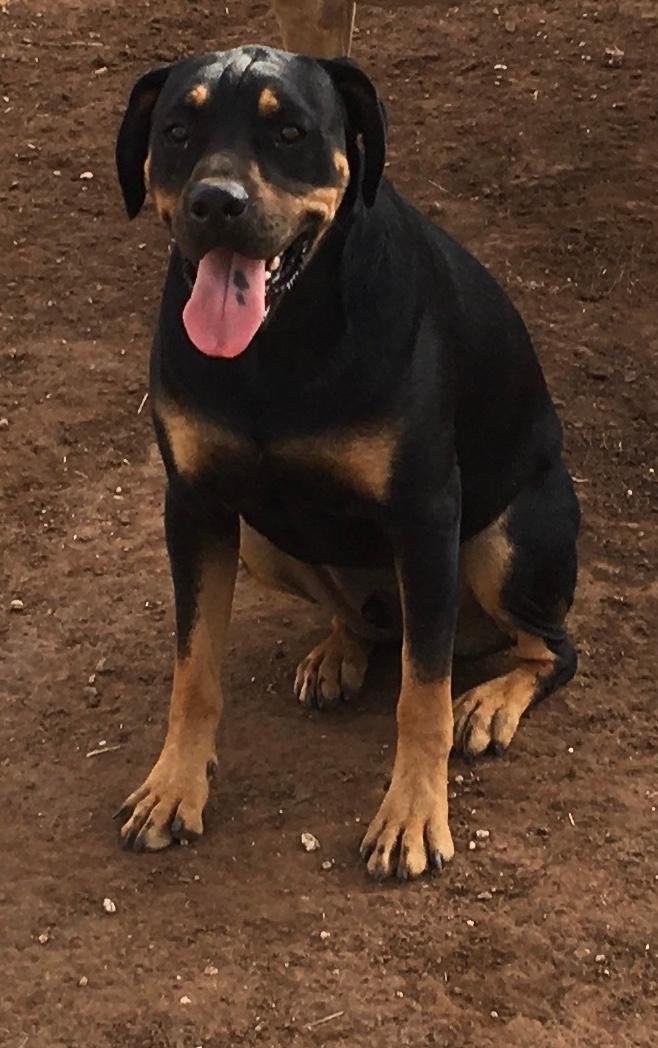 Rowdy, an adoptable Rottweiler in Post, TX, 79356 | Photo Image 4