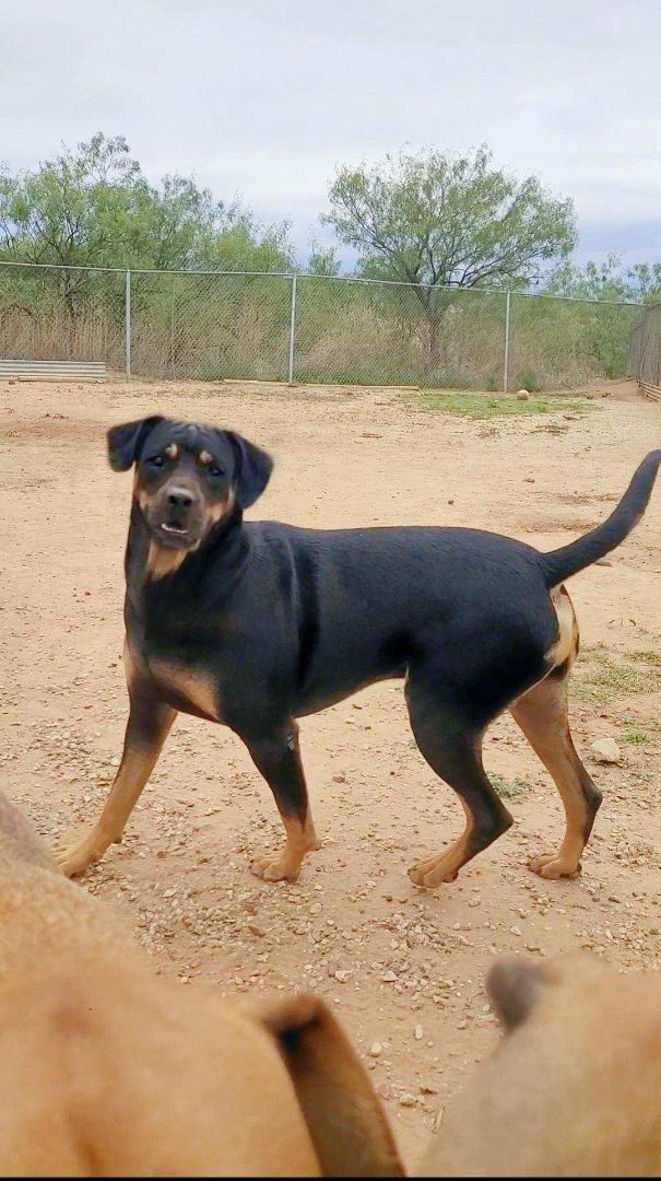 Rowdy, an adoptable Rottweiler in Post, TX, 79356 | Photo Image 1