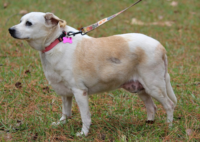 Sissy, an adoptable Rat Terrier in Glastonbury, CT, 06033 | Photo Image 3