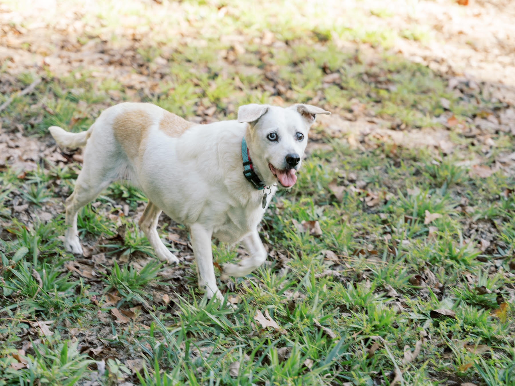 Sissy, an adoptable Rat Terrier in Glastonbury, CT, 06033 | Photo Image 4