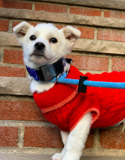 Cream, an adopted Jindo Mix in Brooklyn, NY_image-4