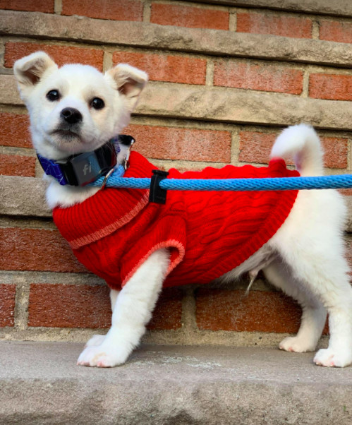 Cream, an adopted Jindo Mix in Brooklyn, NY_image-1