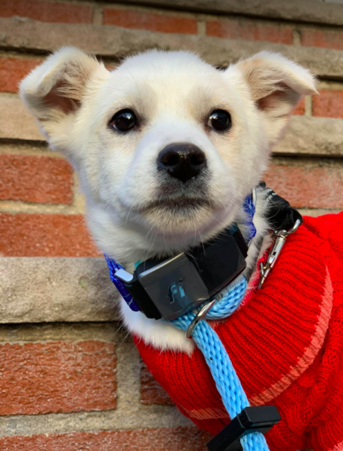 Cream, an adopted Jindo Mix in Brooklyn, NY_image-5