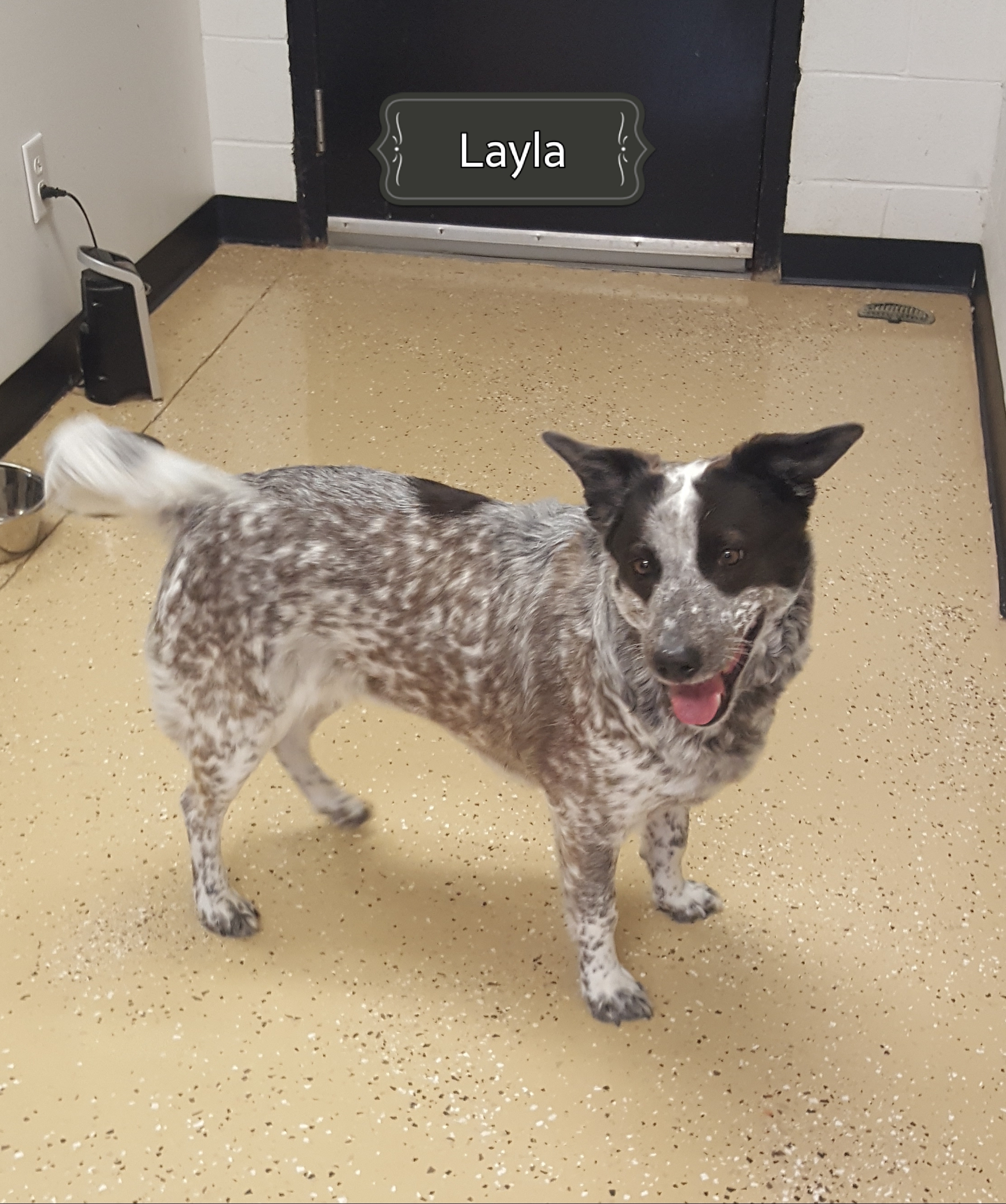 Layla Heeler Exp Needed detail page