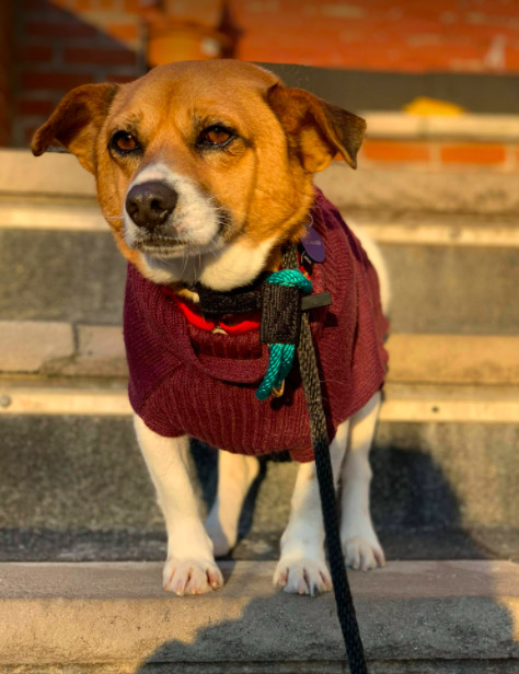 Leo, an adopted Jindo & Jack Russell Terrier Mix in Brooklyn, NY_image-3