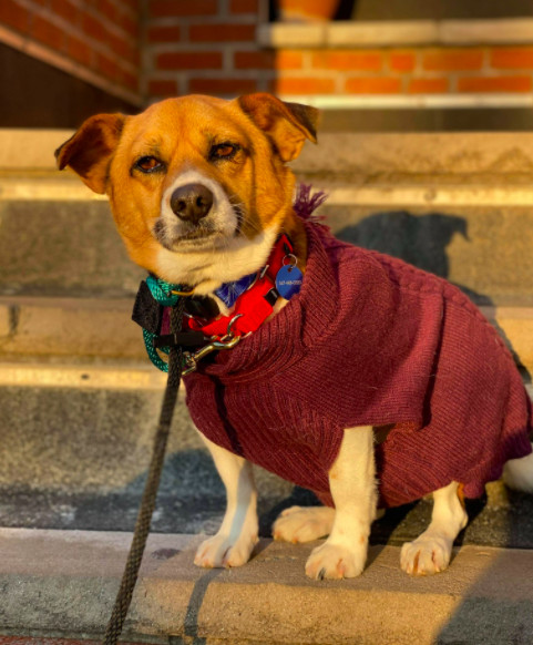 Leo, an adopted Jindo & Jack Russell Terrier Mix in Brooklyn, NY_image-1