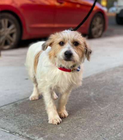 Daddy, an adopted Terrier Mix in Brooklyn, NY_image-1