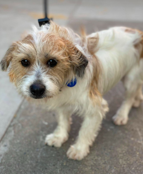 Daddy, an adopted Terrier Mix in Brooklyn, NY_image-5