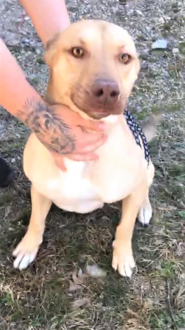 Rosco, an adopted Labrador Retriever Mix in Medfield, MA_image-2