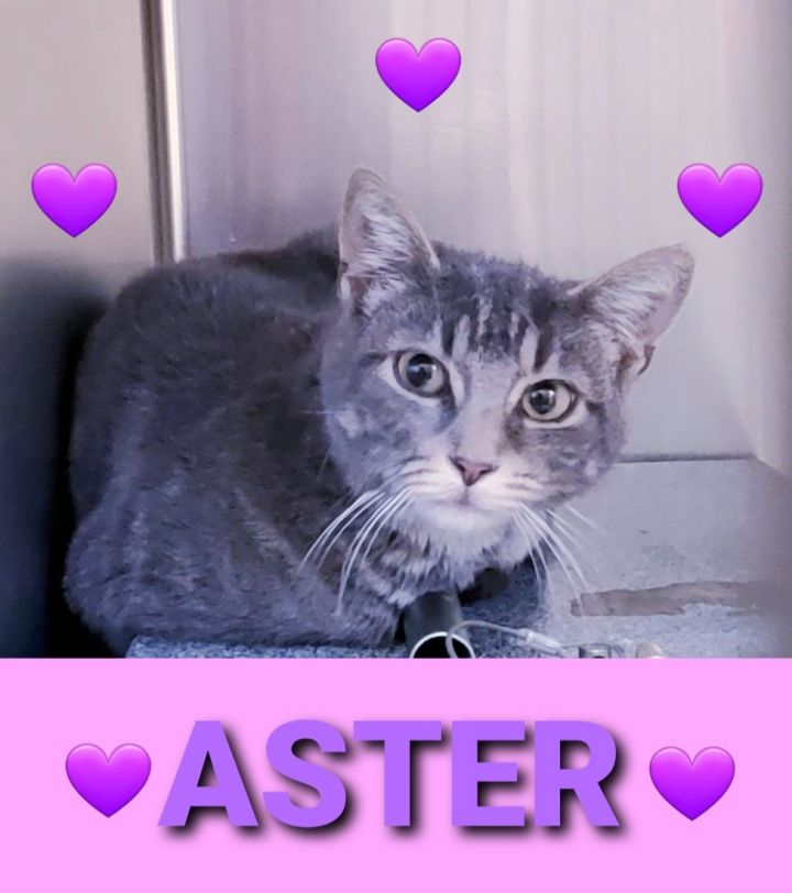 ASTER - Shy & Sweet! 2