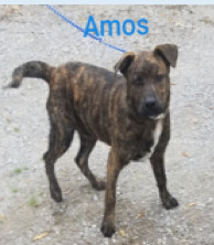 Amos 2