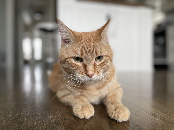 Garfield - Not Currently Accepting New Applications (Waitlist Only) 2