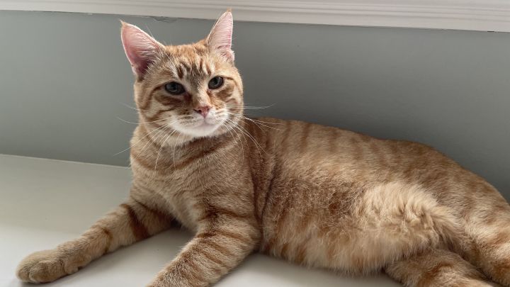 Garfield - Not Currently Accepting New Applications (Waitlist Only) 4