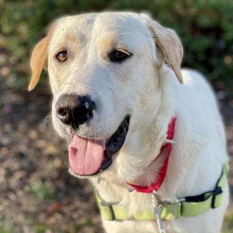 Falls Church Pets Waiting To Be Adopted: Phoebe, Pandora, Millie The Border Collie & More