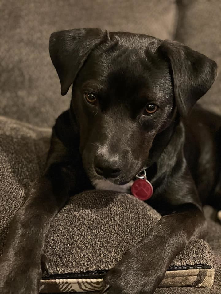 Raja, an adopted Labrador Retriever Mix in Baltimore, MD_image-2