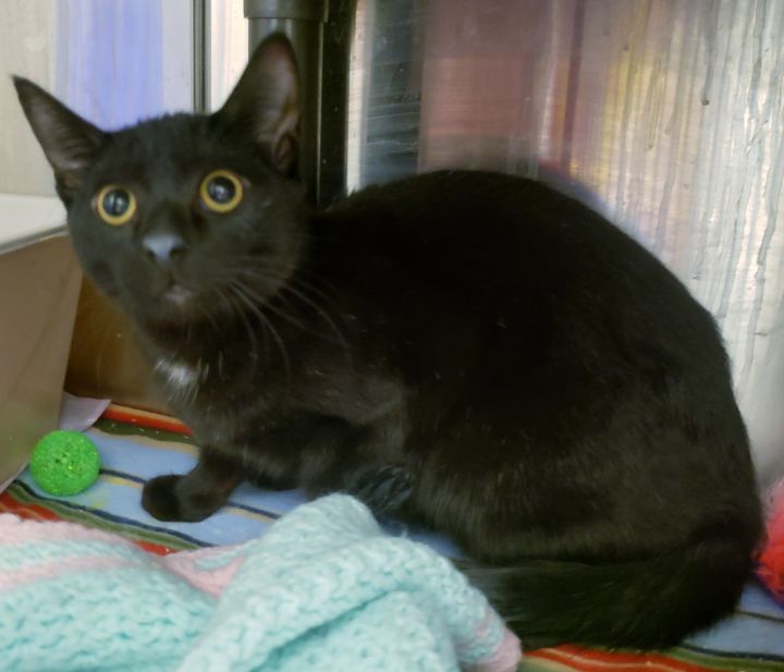 1-16 Subi, an adopted Domestic Short Hair Mix in Amityville, NY_image-2