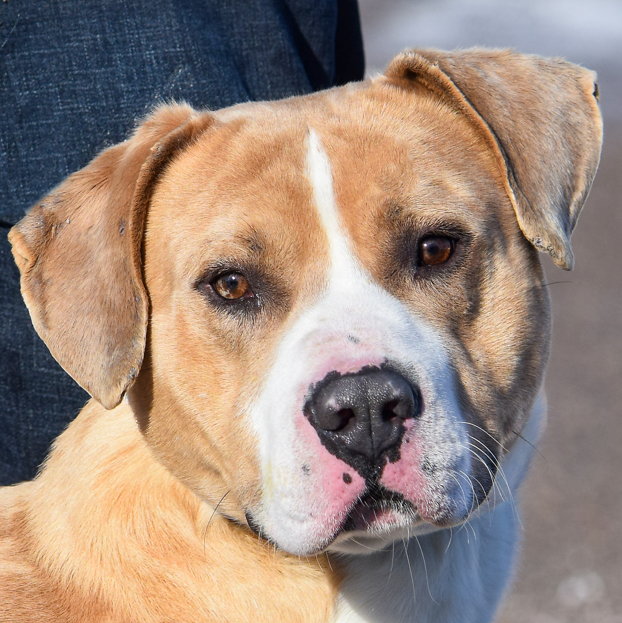 Leo, an adoptable American Staffordshire Terrier, American Bulldog in Huntley, IL, 60142 | Photo Image 1