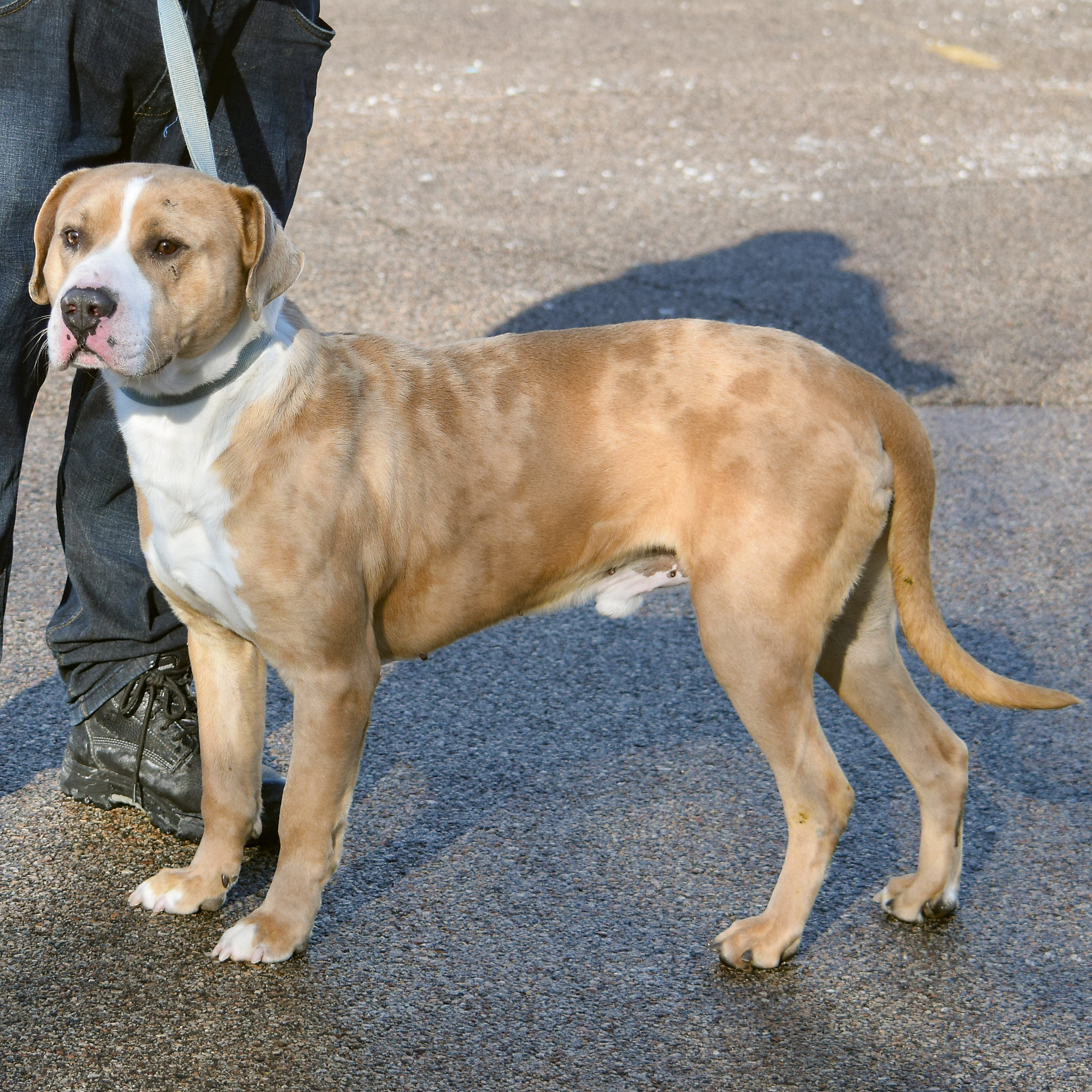 Leo, an adoptable American Staffordshire Terrier, American Bulldog in Huntley, IL, 60142 | Photo Image 2