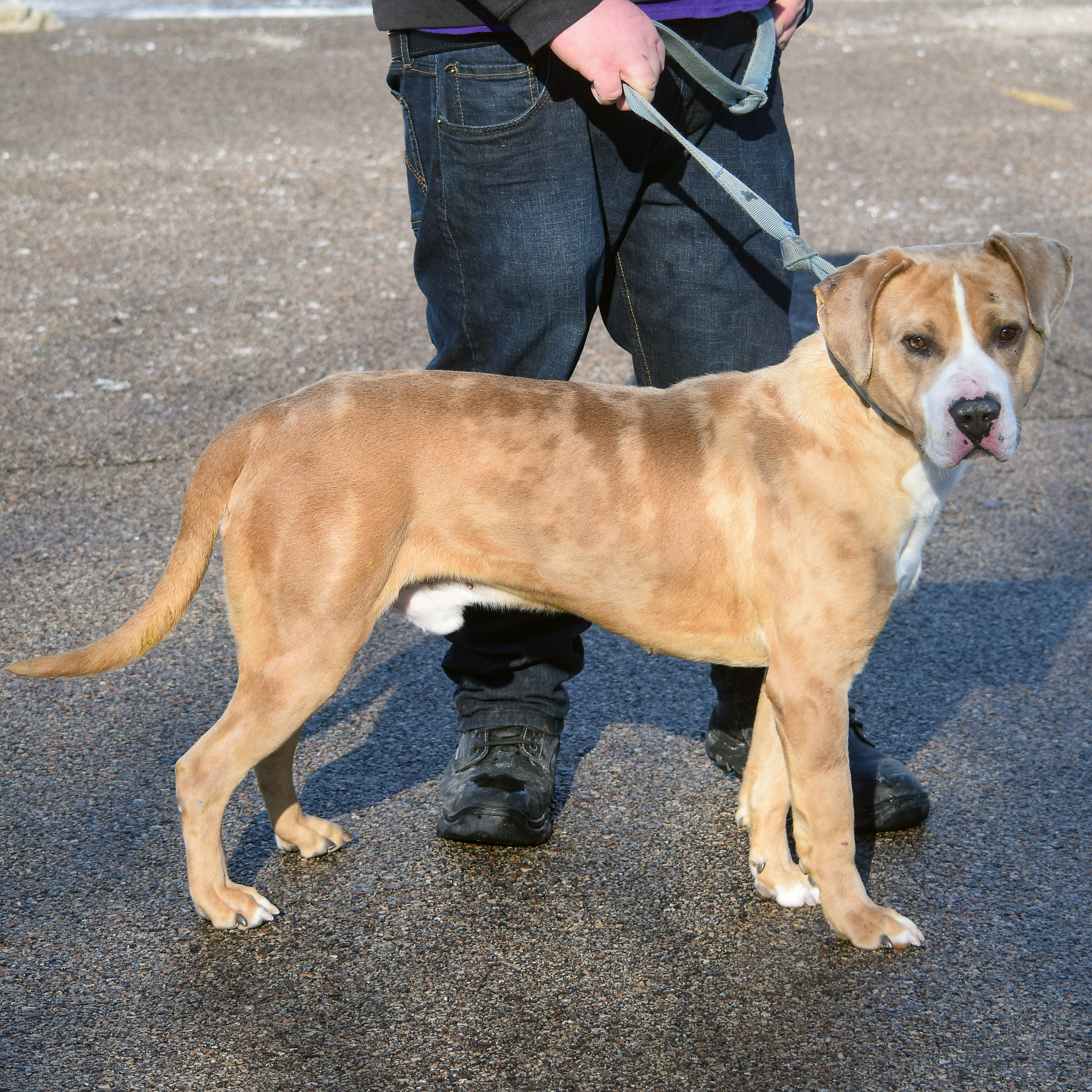 Leo, an adoptable American Staffordshire Terrier, American Bulldog in Huntley, IL, 60142 | Photo Image 3