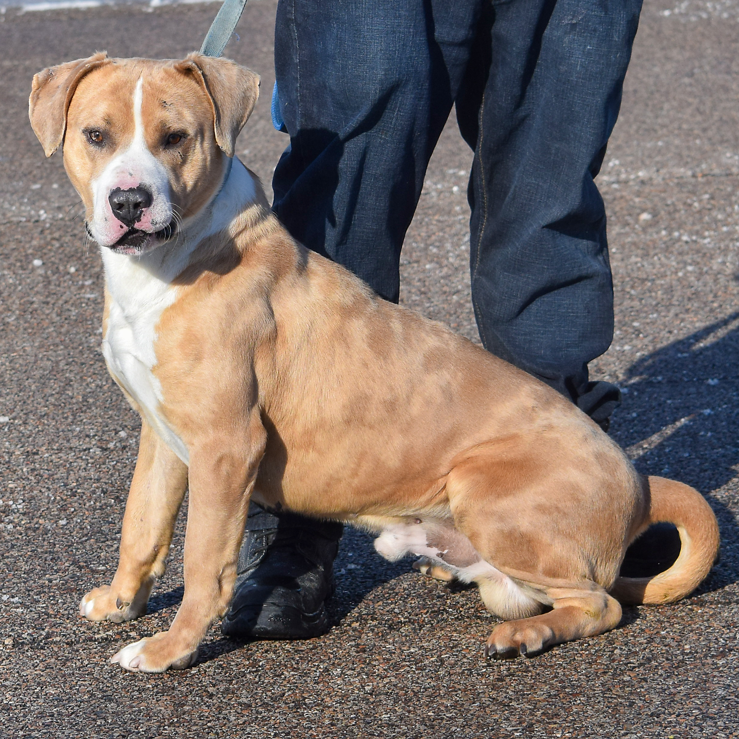 Leo, an adoptable American Staffordshire Terrier, American Bulldog in Huntley, IL, 60142 | Photo Image 4